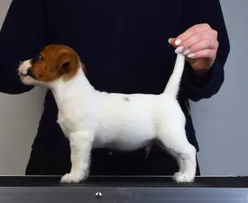 Gold Leash Utamaro - Jack Russell Terrier Puppy for sale