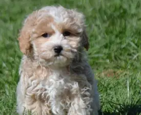 Cooper - Maltipoo eladó kiskutya