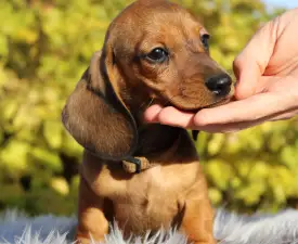 Hamilton Hug Me Strongly  - Dachshund Puppy for sale