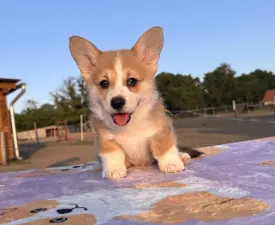 Clifford - Pembroke Welsh Corgi eladó kiskutya