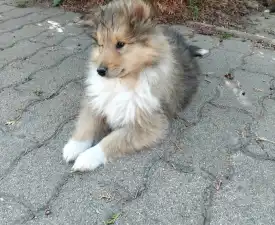 Dark - Collie Rough Puppy for sale