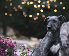 Boróka - Irischer Wolfshund Angebotener Welpe