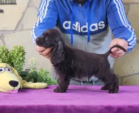 Hersheys Of Your Sweetest Dream - Americký kokršpaněl Štěně na prodej