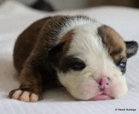 Josie On Hold - Bulldog Puppy for sale