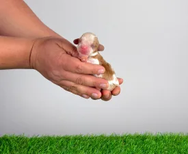 Kronos - Cavalier King Charles Spaniel Angebotener Welpe