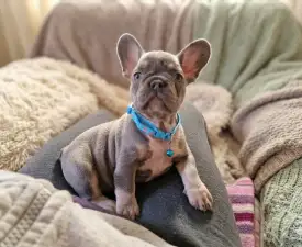 Levi - French Bulldog Puppy for sale