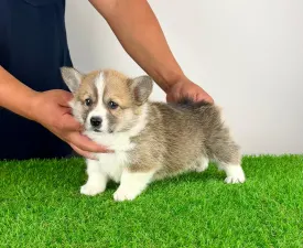 Blanca - Welsh Corgi Pembroke Chiot à vendre