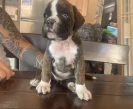 Lara - German Boxer Puppy for sale