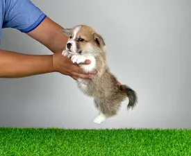 Ultra - Welsh Corgi Pembroke Puppy for sale