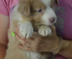 Bueno/lila Sable Merle Szuka - Border Collie eladó kiskutya