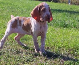 Tranquilla Eleganza - Italian Pointing Dog Puppy for sale