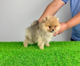 Eclips - German Pomeranian Spitz Puppy for sale