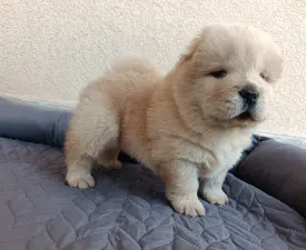 La Casa De Chow Gaston  - Chow Chow Puppy for sale