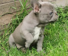 Debi - French Bulldog Puppy for sale