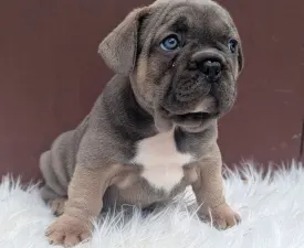 Jamie - Französische Bulldogge Angebotener Welpe