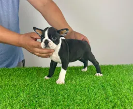 Yummy - Boston Terrier Puppy for sale
