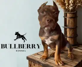 Tayberry - American Bully - Standard Angebotener Welpe