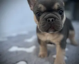 Neo - French Bulldog Puppy for sale