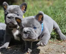 Pubi - Bouledogue français Chiot à vendre