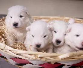 White Velvet Ears Alex - Samoyed Puppy for sale