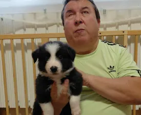 Bixbit - Border Koli Štenci na prodaju