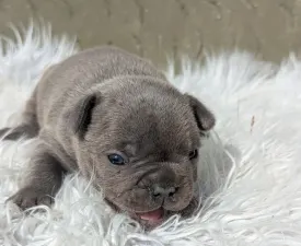 Ashur - Bulldog francez Cățeluș de vânzare