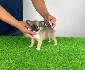 Kimi - Chihuahua Cățeluș de vânzare