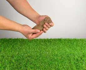 Olga - Toy pudl Štěně na prodej