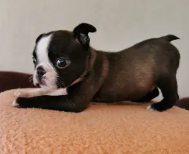 Wide Wings Brownie - Boston Terrier Puppy for sale