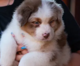 Winstead Grand Illusions - Australian Shepherd Puppy for sale