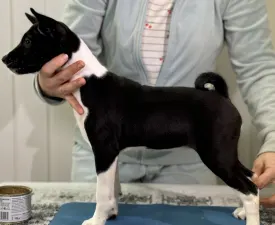 Black&white Girl Name- Oyana Lucky Alien  - Basenji eladó kiskutya