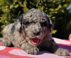 Cinnamon - Cavapoo Puppy for sale