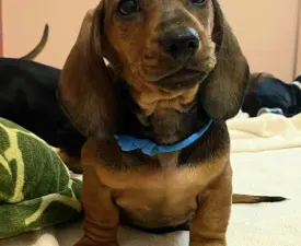 Kiwi  - Jezevčík Štěně na prodej