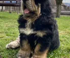 Ameera - Tibetan Mastiff Puppy for sale