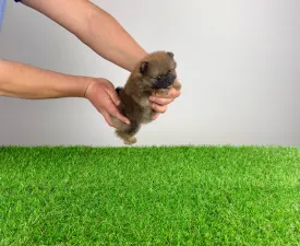 Toxi - German Pomeranian Spitz Puppy for sale