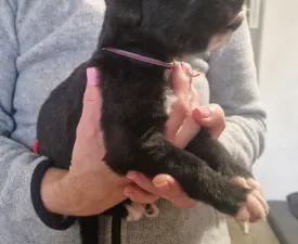 Bruce - Irish Wolfhound Puppy for sale