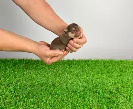 Volvo - Chihuahua Angebotener Welpe