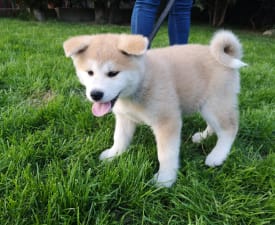 Mio Yanagi No Tani - Akita Inu Puppy for sale