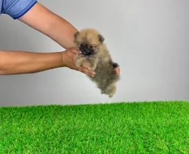 Annabell - Pomeranian eladó kiskutya