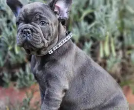 Sympathy  - French Bulldog Puppy for sale