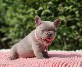 Böbe  - Französische Bulldogge Angebotener Welpe