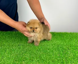 Texus - Pomeranian eladó kiskutya