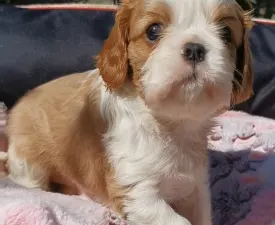 Imany  - Cavalier King Charles Spaniel Cucciolo in vendita
