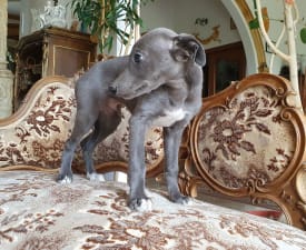 Odin - Whippet Puppy for sale