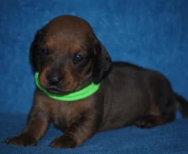 Mr.green - Dachshund Puppy for sale