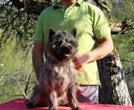 George Russtil K.o. - Cairn Terrier Angebotener Welpe