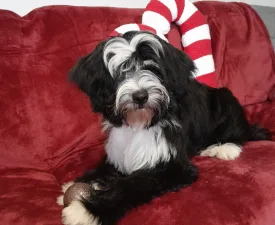 Josephine  - Tibeti terrier eladó kiskutya