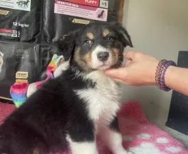 Black Tri Kan/ Male Nbt Piros Nyakörv - Berger australien Chiot à vendre