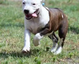 Sancy Secret - American Staffordshire Terrier Puppy for sale