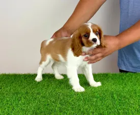 Tabita  - Cavalier King Charles Spaniel Angebotener Welpe